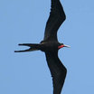 Magnificent Frigatebird